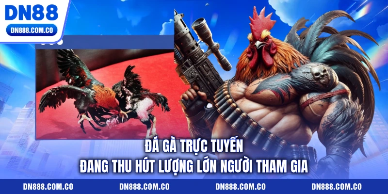 Đá gà trực tuyến đang thu hút lượng lớn người tham gia Đá gà trực tuyến đang thu hút lượng lớn người tham gia